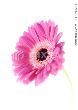 色彩鮮豔的亮粉色非洲菊 112793261
