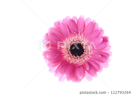 色彩鮮豔的亮粉色非洲菊 112793264