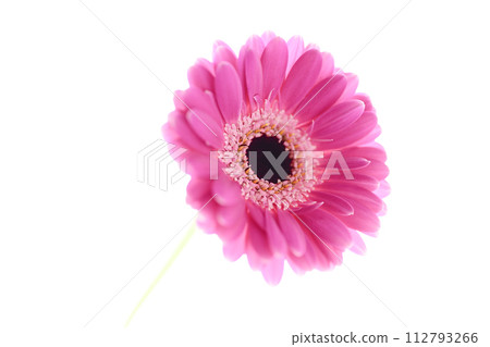 色彩鮮豔的亮粉色非洲菊 112793266