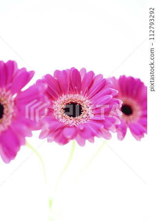 色彩鮮豔的亮粉色非洲菊 色彩鮮豔的亮粉色非洲菊 112793292