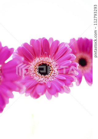 色彩鮮豔的亮粉色非洲菊 112793293