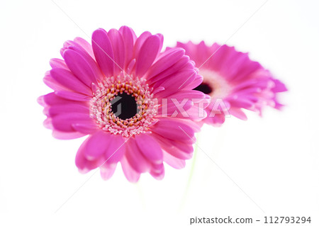 colorful bright pink gerbera colorful bright pink gerbera 112793294