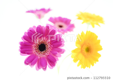 colorful bright pink gerbera colorful bright pink gerbera 112793310