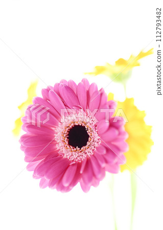 明亮多彩的粉紅色非洲菊 明亮多彩的粉紅色非洲菊 112793482
