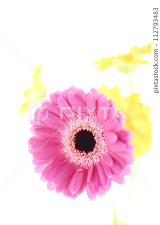 明亮多彩的粉紅色非洲菊 明亮多彩的粉紅色非洲菊 112793483