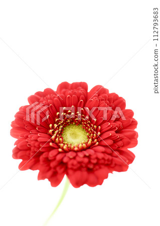 多彩的紅色非洲菊 多彩的紅色非洲菊 112793683