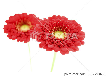 多彩的紅色非洲菊 多彩的紅色非洲菊 112793685