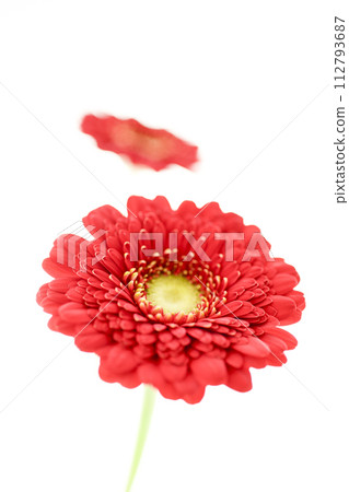 多彩的紅色非洲菊 多彩的紅色非洲菊 112793687