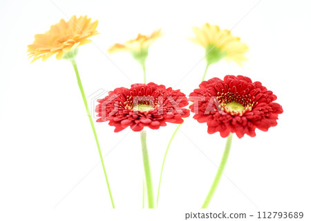 多彩的紅色非洲菊 多彩的紅色非洲菊 112793689