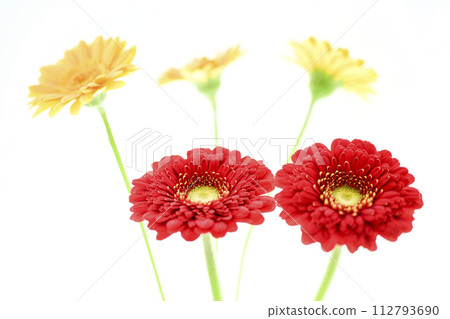 colorful red gerbera colorful red gerbera 112793690