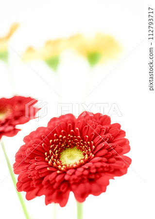 多彩的紅色非洲菊 112793717