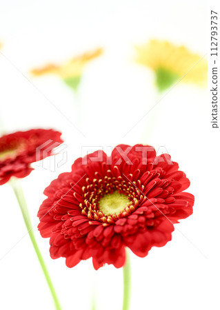 多彩的紅色非洲菊 112793737