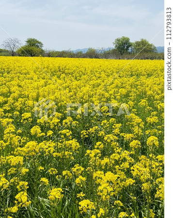 Landscape of yellow rape blossom field in the countryside 112793813