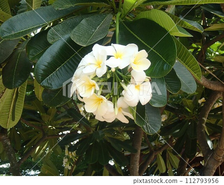 白色的雞蛋花 白色的雞蛋花 112793956
