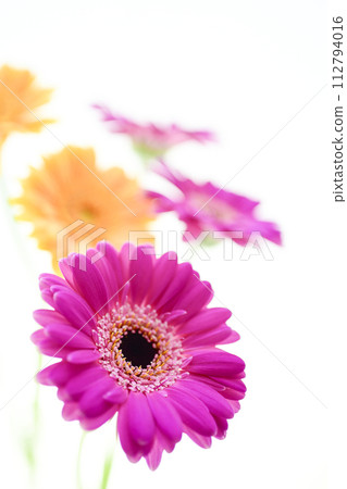 色彩繽紛的非洲菊花 色彩繽紛的非洲菊花 112794016