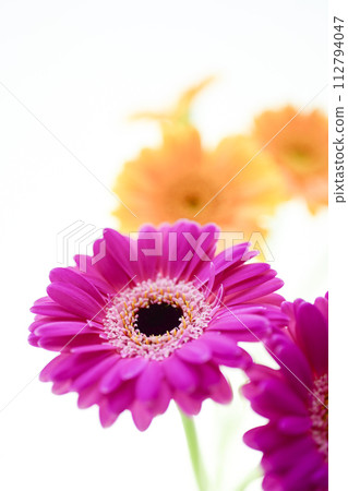 色彩繽紛的非洲菊花 112794047