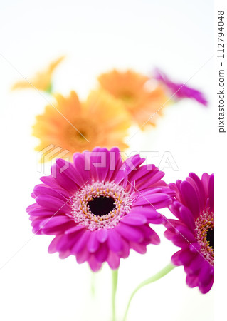 色彩繽紛的非洲菊花 112794048