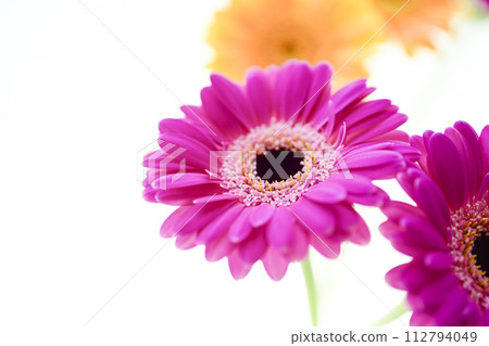 色彩繽紛的非洲菊花 112794049