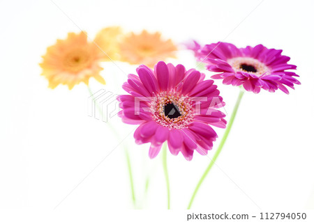 色彩繽紛的非洲菊花 色彩繽紛的非洲菊花 112794050