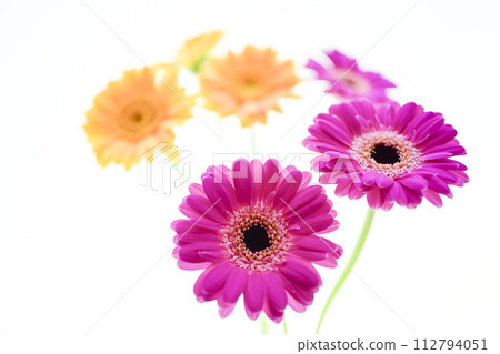 色彩繽紛的非洲菊花 色彩繽紛的非洲菊花 112794051
