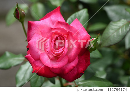 Torch/Rose 112794174