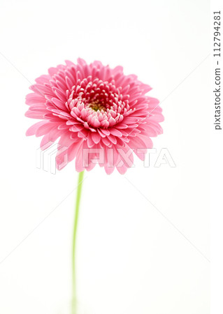 亮粉色非洲菊 亮粉色非洲菊 112794281