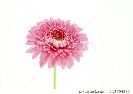 亮粉色非洲菊 亮粉色非洲菊 112794283