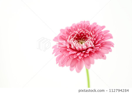 亮粉色非洲菊 112794284