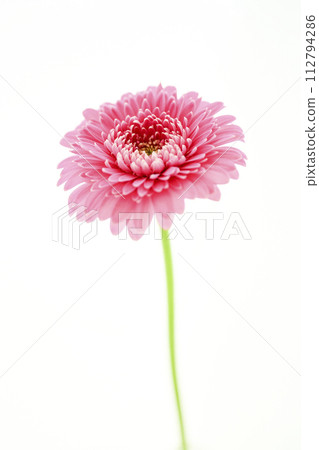 亮粉色非洲菊 亮粉色非洲菊 112794286