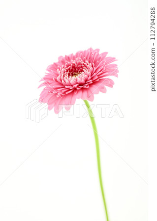 亮粉色非洲菊 亮粉色非洲菊 112794288