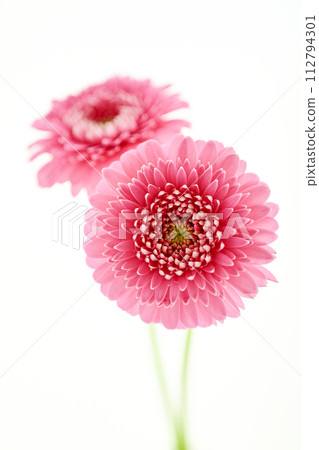 bright pink gerbera bright pink gerbera 112794301