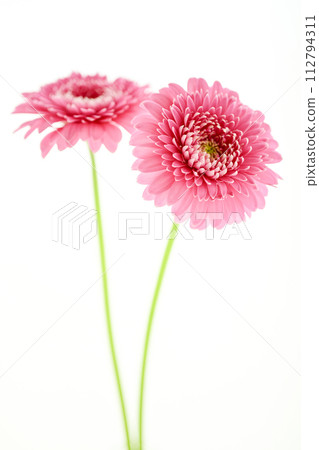 亮粉色非洲菊 亮粉色非洲菊 112794311