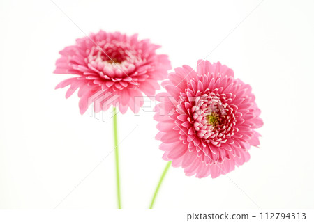 亮粉色非洲菊 亮粉色非洲菊 112794313