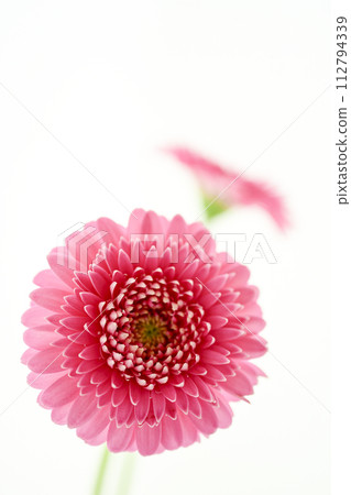 bright pink gerbera bright pink gerbera 112794339