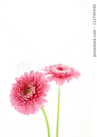 bright pink gerbera bright pink gerbera 112794340