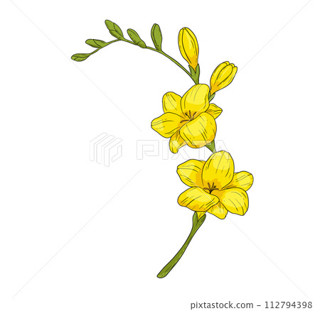 Hand drawn yellow freesia flower branch illustration. Vector color drawing isolated on white 112794398