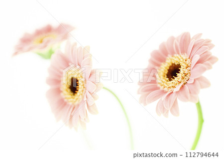 明亮可愛的粉色非洲菊 明亮可愛的粉色非洲菊 112794644