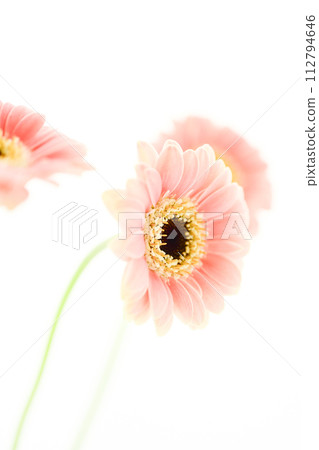 bright and cute pink gerbera 112794646