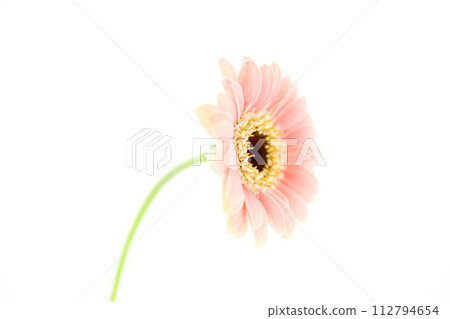 bright and cute pink gerbera bright and cute pink gerbera 112794654
