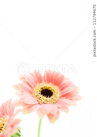 明亮可愛的粉色非洲菊 112794670