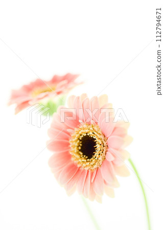 明亮可愛的粉色非洲菊 明亮可愛的粉色非洲菊 112794671