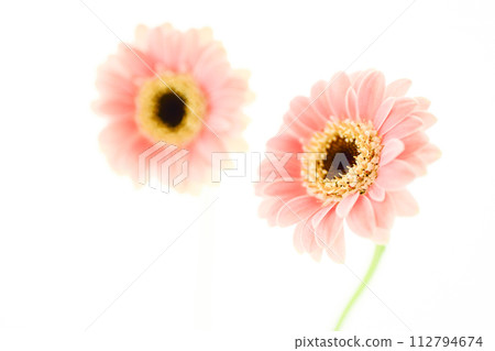 明亮可愛的粉色非洲菊 112794674