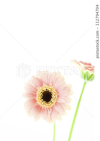 bright and cute pink gerbera bright and cute pink gerbera 112794704