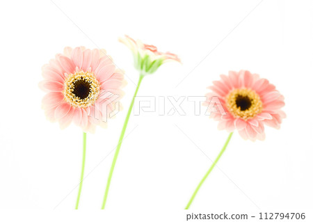bright and cute pink gerbera bright and cute pink gerbera 112794706