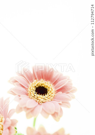 bright and cute pink gerbera 112794714
