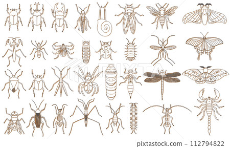 標本風格彩色陰影昆蟲圖示設定橙色 標本風格彩色陰影昆蟲圖示設定橙色 112794822