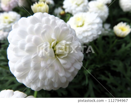 馬可·羅西 112794967