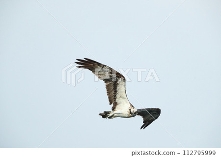 Osprey Osprey 112795999