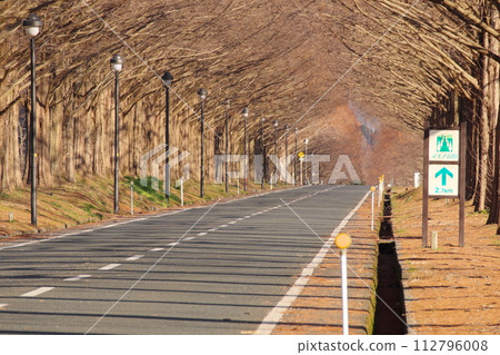 滋賀縣高島市牧野町冬季的水杉林蔭路 112796008