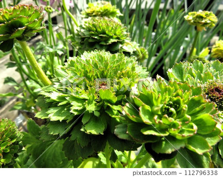 Ranunculus green 112796338